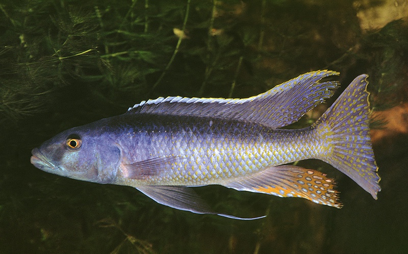 Champsochromis caeruleus